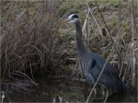 2009-02-11-Great Blue Heron.jpg