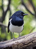 magpie robin male G1 iso800 14mm nware_1070078.jpg