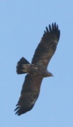 IMG_3676_eagle.jpg