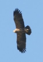 IMG_3682_eagle.jpg