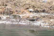 1.GreenSandpiper.JPG