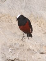 2.WhiteCappedWaterRedstart.JPG