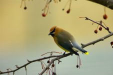 Cedar Waxwing 3.jpg