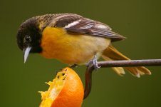 ORIOLE19.jpg