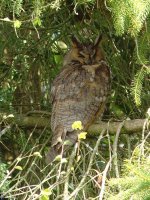 Long-eared Owl, 4th April 2009.jpg