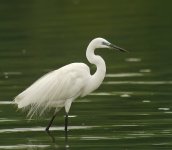 great egret breed iso 400 G1_1180812.jpg