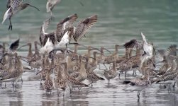 eurasian curlews alert G1_1180465.jpg