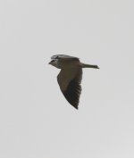 4.BlackShoulderedKite.JPG