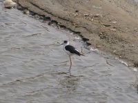 Black-winged Stilt (1024x768).jpg