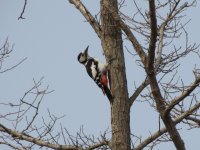 Great Spotted Woodpecker (1024x768).jpg