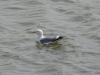 Vega Gull (1024x768).jpg