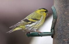 5.Siskin.JPG