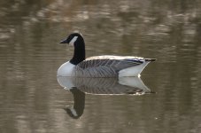 Canada-goose-2a.jpg