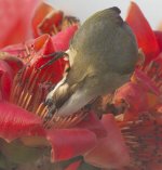 chinese bulbul flowers G1_1220002.jpg