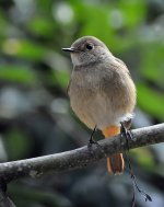 sigmadaurian redstart.fem.sigma.nware_DSC9302.jpg