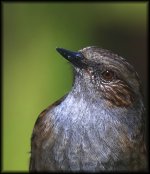 dunnock-macro.jpg