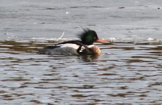 red breasted merganser 142.jpg