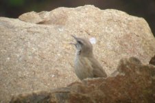 african rock pipit.jpg