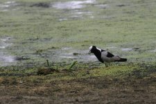 blacksmiths plover.jpg