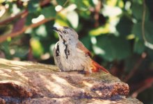 Kasane - Collared Palm Thrush bathing - Mowana Lodge, June '98.jpg