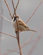 5.TreeSparrow.JPG