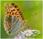 Silver-washed-fritillary-res3.jpg