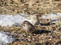 Hoary Redpoll.jpg