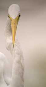 great egret  G1 iso200_1200459.jpg