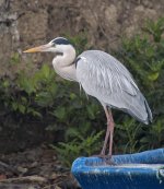 grey heron   iso200 G1_1200321.jpg