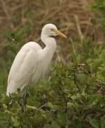 intermediate egret pond heron  G1 iso200_1200436.jpg