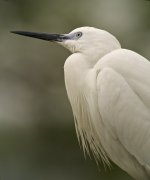 little egret G1 iso200_1200356.jpg