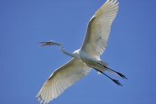 great egret.breed.flight_DSC7679.jpg