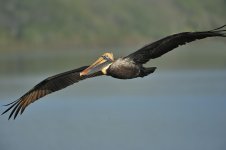 brown pelican.flight_DSC7263.jpg