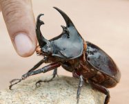 Rhino beetle 2 081204.jpg