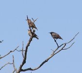 Starlings.jpg