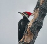 120404Pileated copy.jpg