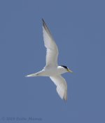 Saunder's Tern 2a.jpg