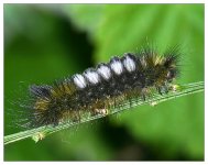 caterpillar2.jpg