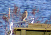 Sparrow hawk detail.jpg