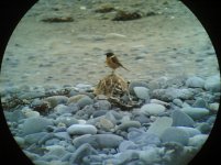 stonechat  balaggan 01032005(001).jpg