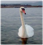 Swan j.jpg