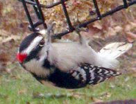 downywoodpecker12_9.jpg