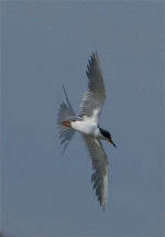 Tern.gif