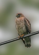 Broad-winged-Hawk_2.jpg