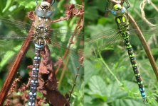 migrant-southern-hawker2.jpg