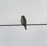 Eastern Phoebe 3.jpg