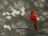 Cardinal and Blossoms1sm.JPG