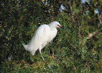 Egret 1 sm.jpg