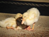 Duck Chicks sm.jpg