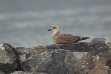 Larus-sp---Stranraer-(11).jpg